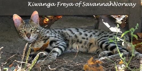 Kiwanga Freya of SavannahNorway